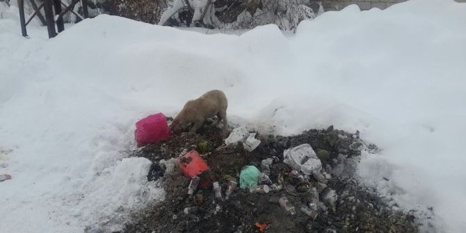 Aç Kalan Yavru Köpekler Yürekleri Sızlattı