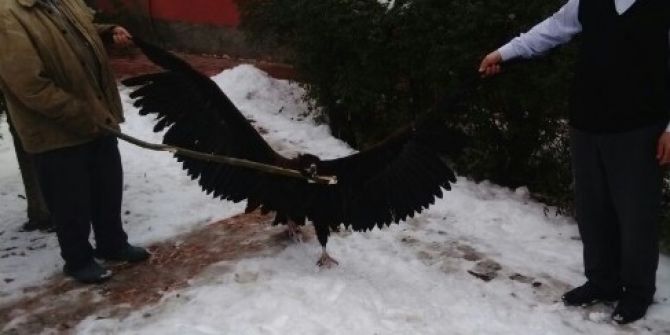 Bitkin Düşen Akbabayı Bulup Zabıtaya Teslim Etti