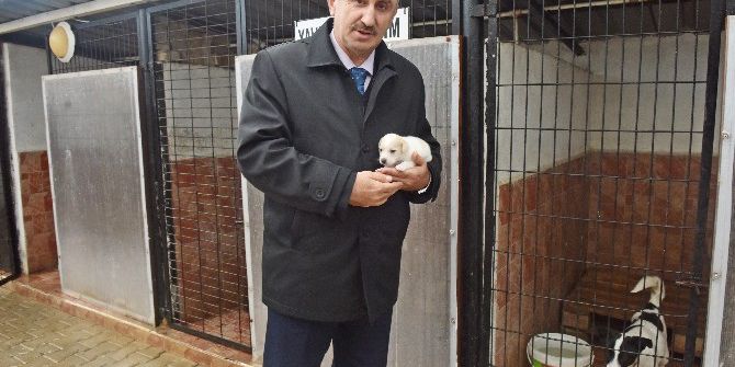 Sokak Hayvanlarına Sıcak Yuva