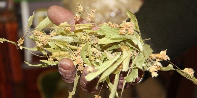 Ihlamur, Çeyrek Altında Yarışıyor