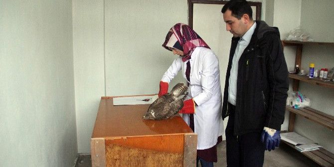 Bolu’da Bulunan Yaralı Şahin Tedavi Altına Alındı