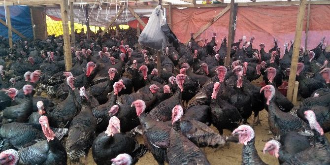 Yılbaşı Hindileri Satışa Çıktı