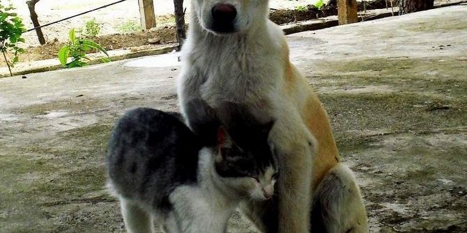 Aydın Büyükşehir Belediyesi’nden Barınak Açıklaması
