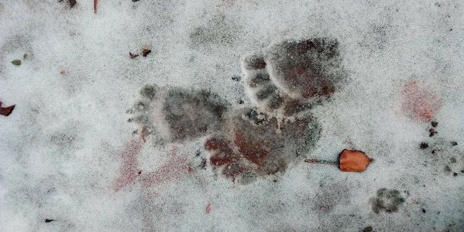 Ayıların İzinde Yürüdüler