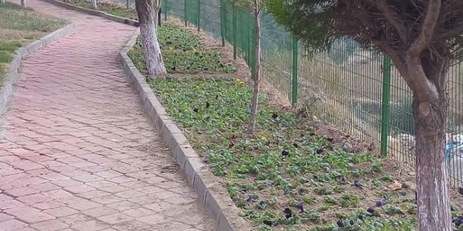 Borlu’nun Çiçekleri Büyükşehirden