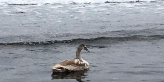 Fatsalıların Davetsiz Misafiri Kuğu