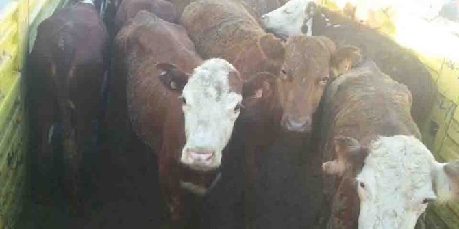 Kulp’ta Genç Çiftçilere Hayvanları Dağıtıldı