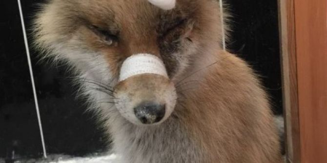 Gözleri Görmeyen Tilki Ameliyat Edildi