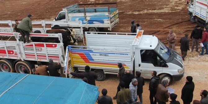 Genç Çiftçilere 600 Büyükbaş Hayvan Teslim Edildi