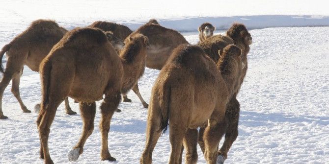 Develer 2100 Rakımda Güreşlere Hazırlanıyor