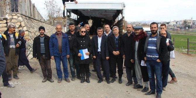 Genç Çiftçilere 120 Adet Düve Hibe Edildi