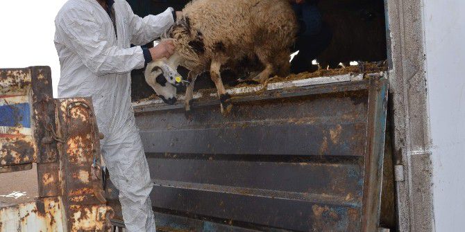 Osmancık’ta Genç Çiftçilere Koyun Desteği