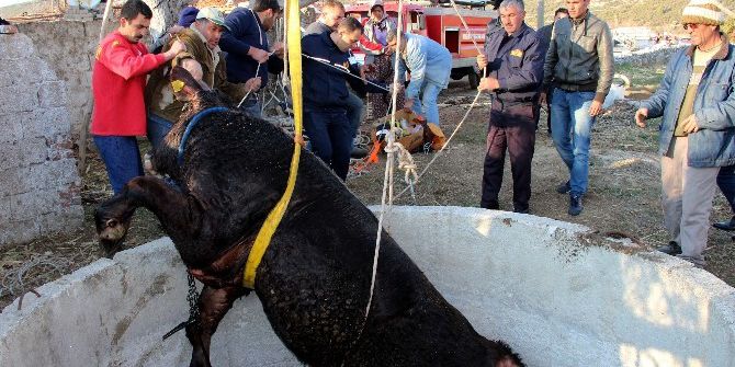 Kuyudan Dana Kurtarma Operasyonu