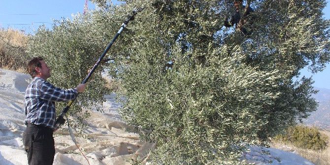 Kuraklık Zeytini Vurdu, Üreticiler Dertli