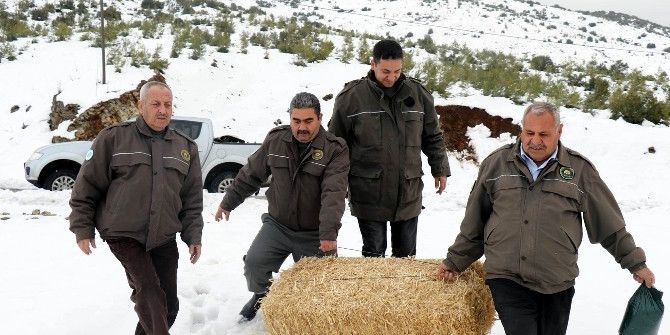 Yaban Hayvanlarına Yem Bırakıldı
