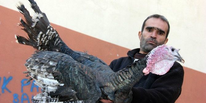 Yılbaşı Hindileri Elde Kaldı