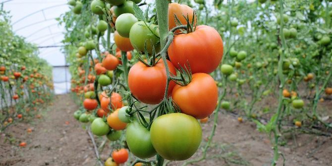 Soğuklar Domatesin Fiyatını Yüzde 50 Arttırdı