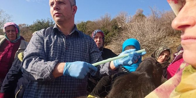 Köylü Kadınlara Süt Sığırcılığı Ve Sürü Yönetimi Kursu