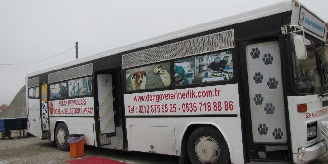 Hisarcık’ta ’Kısırlaştır, Aşıla, Yerinde Yaşat’ Projesi