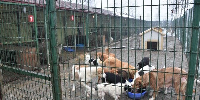 Düzce Belediyesi Hayvanları Soğuya Karşı Koruma Altına Alındılar