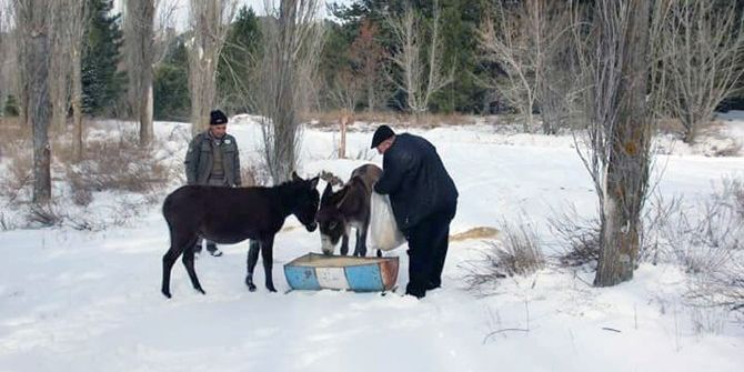 Doğadaki Sahipsiz Eşekler Aç Bırakılmadı
