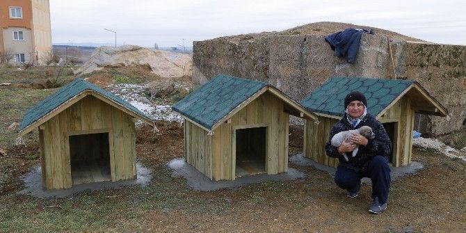 Krıklareli Belediyesi’nden Sokak Hayvanlarına Ev