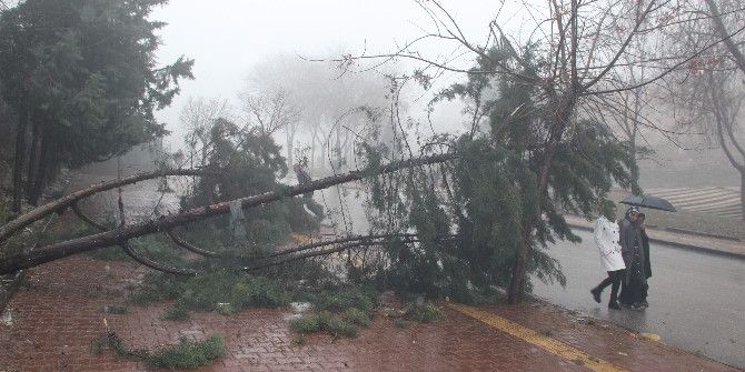 Gaziantep’te Şiddetli Fırtına Ve Yağmur Ağaçları Yerinden Söktü