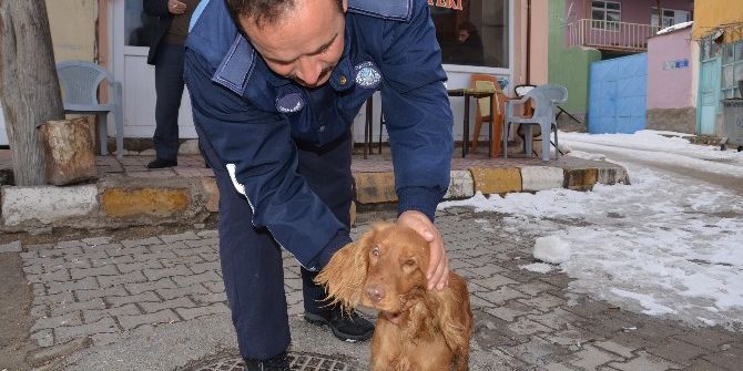 Günyüzü Belediyesi Sokak Hayvanlarına Sahip Çıkıyor