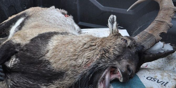 7 Yaşındaki Dağ Keçisi Kaçak Avcının Kurbanı Oldu