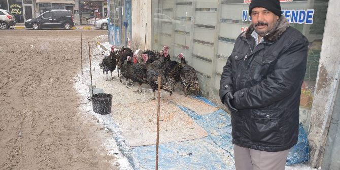 Yılbaşı Hindileri Görücüye Çıktı