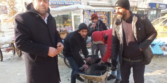 Organik Hindiler Görücüye Çıktı