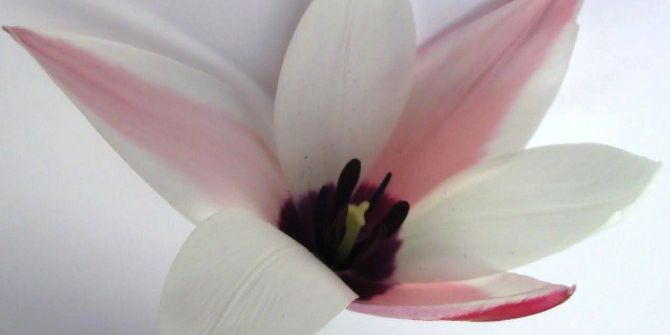 Bunlar Da Milli Laleler