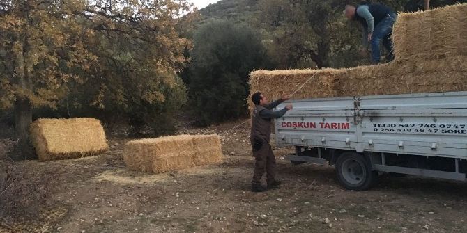 Karakış Şartlarından Değil Kuraklıktan Dolayı Yem Bırakıldı