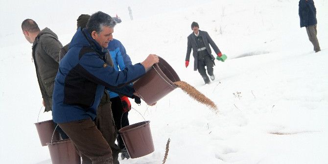 Yaban Hayat İçin Doğaya Yem Bırakıldı