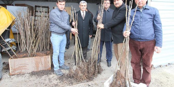 Üreticilere Bursa Siyahı İncir Fidanı Dağıtıldı