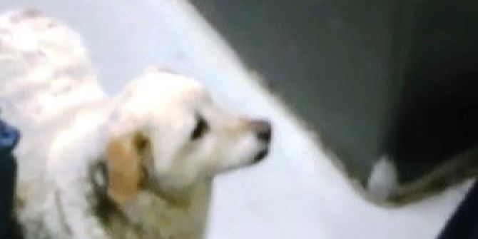 Otobüsteki Sürpriz Yolcu Şaşırttı