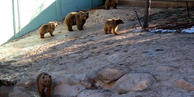 Gaziantep’te Ayılar Kış Uykusuna Yatmadı