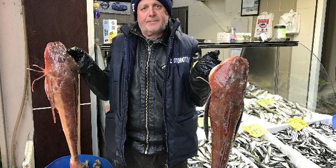 Karadenizde Yakalanan Kırlangıç Balığı Tezgahları Süslüyor