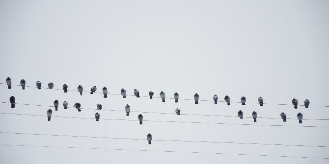 Elektrik Tellerine Dizilen Güvercinler Notaları Andırdı