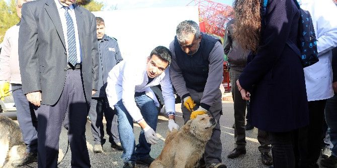 Yerel Hayvan Müfettişlerinin Eğitimleri Başladı