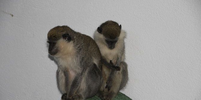 Afrika’dan Bilecik’e Uzanan Yolculuk