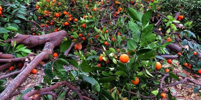 Düşük Fiyat, Mandalina Ağaçlarını Söktürdü