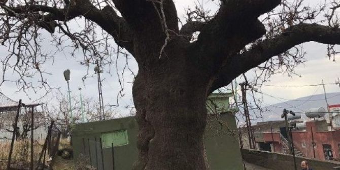 Türbe Ve Anıt Ağaç İlgi Bekliyor