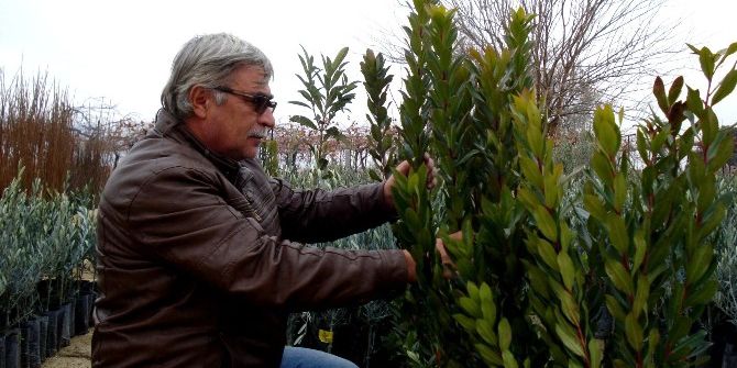 Dağ Çileği Ve Tatlı Narda Talep Patlaması