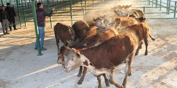 Genç Çiftçilere Hayvan Desteği