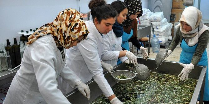 Neü Gıda Mühendisliği Bölümü Zeytinyağı Üretmeye Başladı