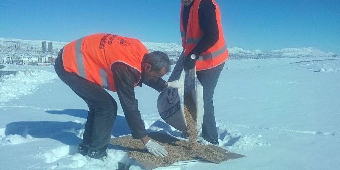 Elazığ’da Hayvanlara Yem Desteği