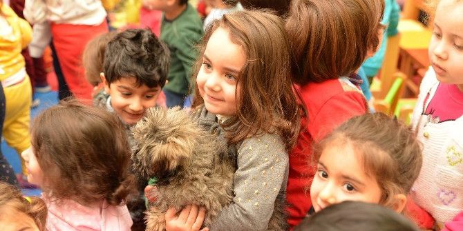 Sokak Hayvanları Sahiplendirmede Büyük Başarı