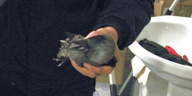 Havalandırma Boşluğuna Sıkışan Yavru Kargaya İki Saatlik Operasyon