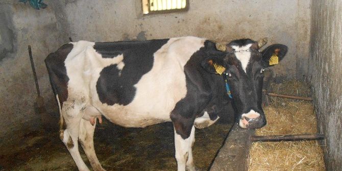 Eskişehir’de Büyükbaş Hayvan Hırsızlığı